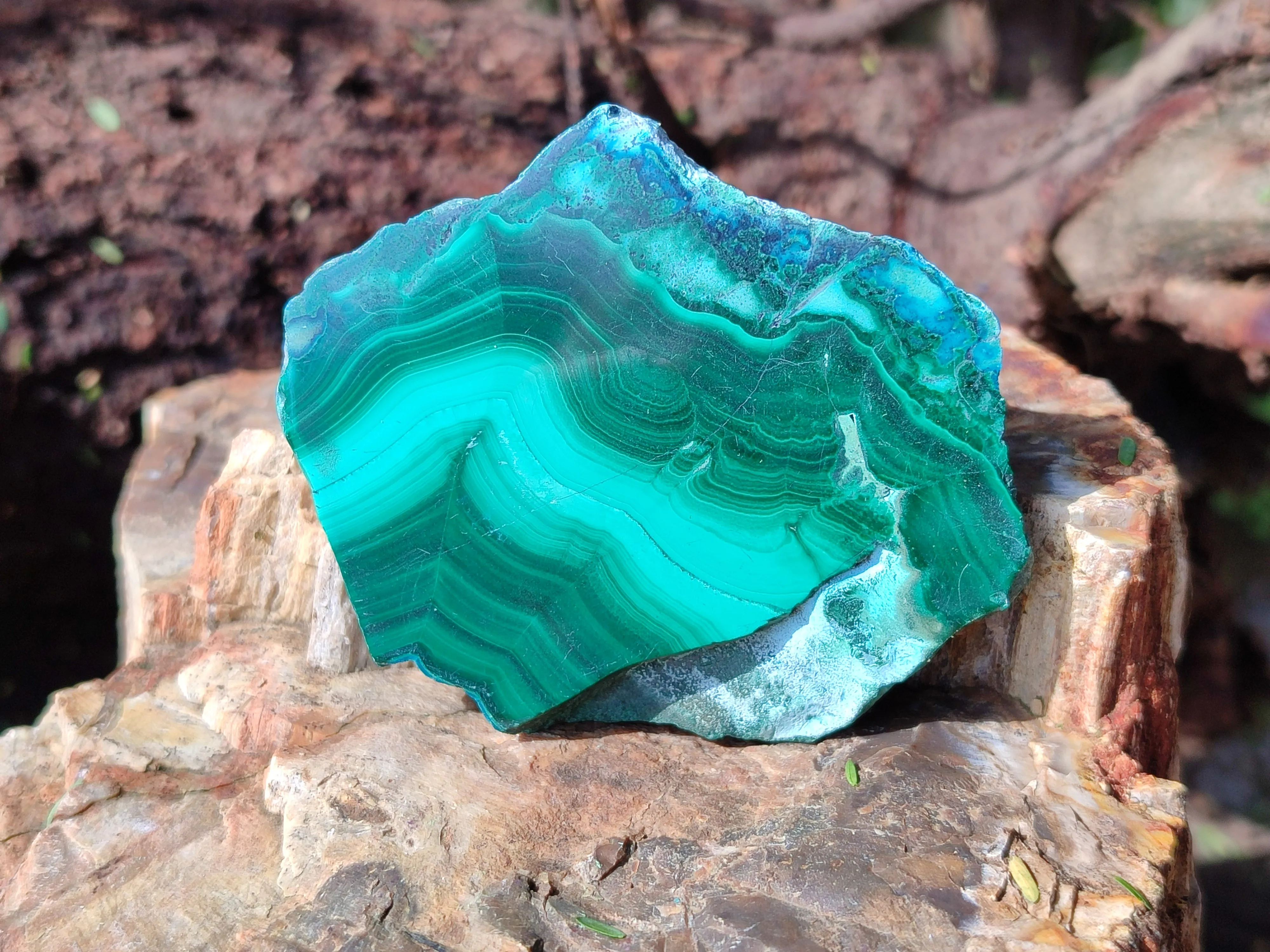 Polished Flower Banded Malachite Slices x 24 From Congo