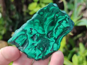 Polished Flower Banded Malachite Slices x 24 From Congo