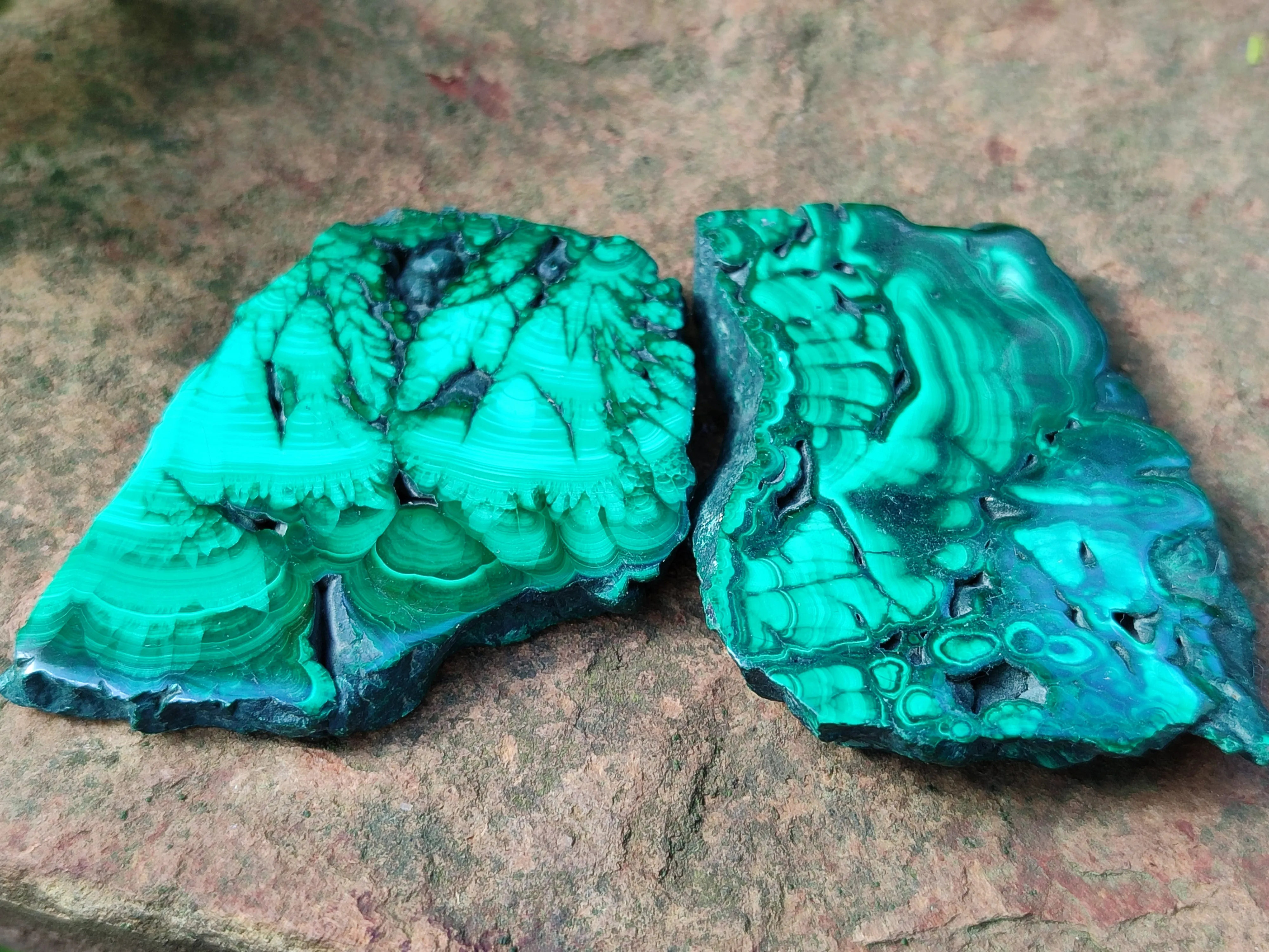 Polished Flower Banded Malachite Slices x 24 From Congo